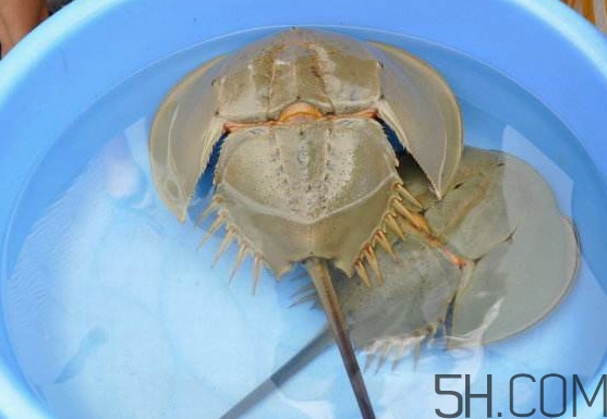 中華鱟能吃嗎？中華鱟怎么讀