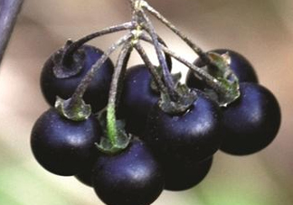 龍葵果可以吃嗎？龍葵果能不能當(dāng)水果吃