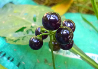 孕婦可以吃龍葵果嗎？龍葵果怎么泡酒