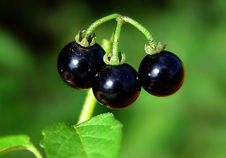 龍葵果泡酒有什么功能？龍葵果的功效與作用