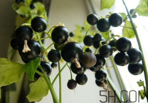 龍葵果可以多吃嗎？龍葵果一次吃多少合適