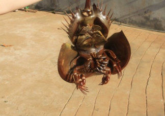 中華鱟有毒嗎？中華鱟的血是什么顏色？