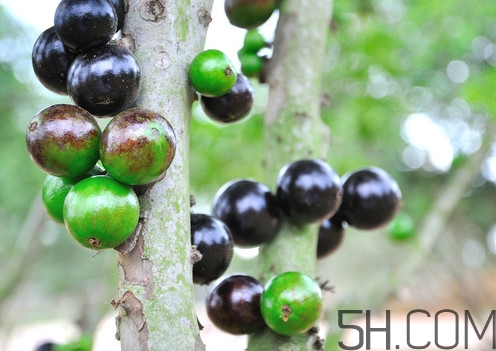 樹葡萄怎么種植？樹葡萄要多少年才掛果