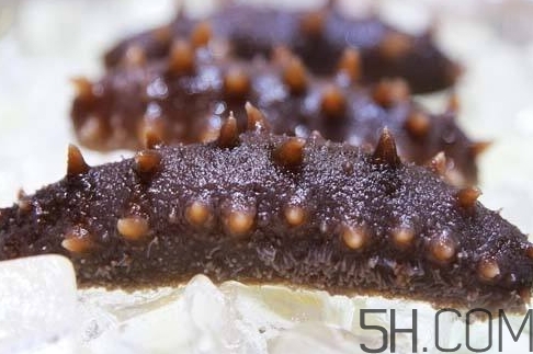 海參怎么挑？海參怎么選購？