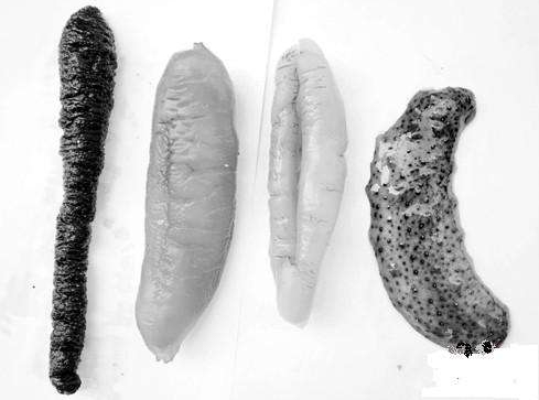 海參刺多好還是刺少好？海參沒(méi)有刺是怎么回事？