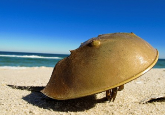 中華鱟能活多久？中華鱟最大能長多大