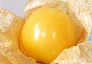 姑娘果是燈籠果嗎？姑娘果有幾種？