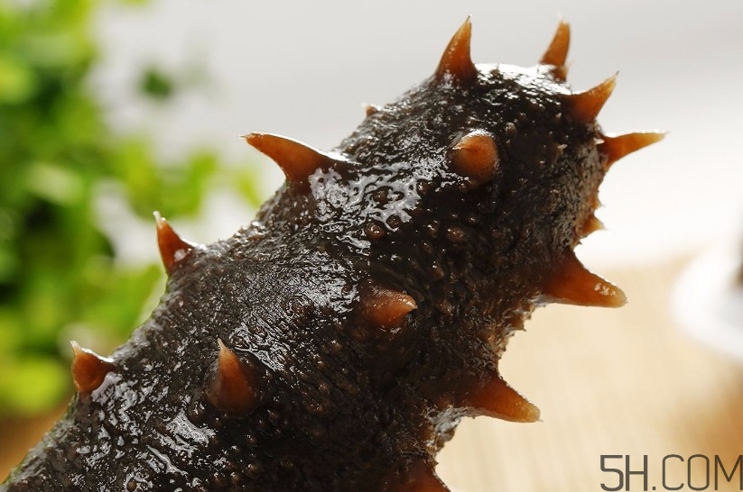 海參是海鮮嗎？海參是動(dòng)物還是植物？