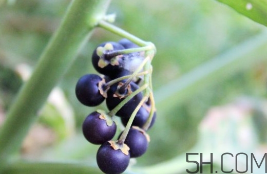 龍葵果是黑天天嗎？龍葵果是黑枸杞嗎？