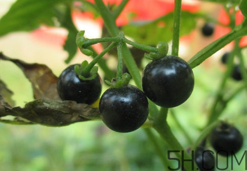 東北吃的黑黝黝學名叫什么？黑天天學名是什么