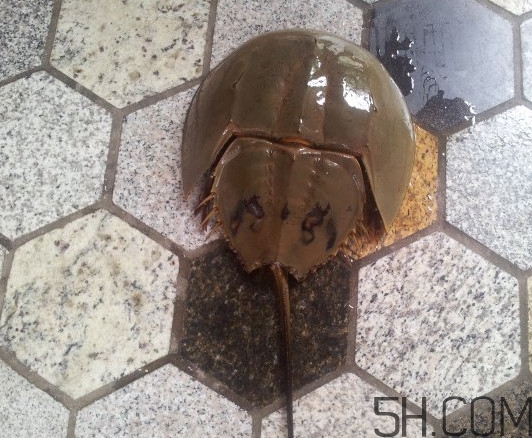 中華鱟多少錢一斤？中華鱟有什么藥用價值