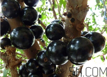 樹葡萄多少錢一斤 樹葡萄是什么水果 樹葡萄多少錢一斤 樹葡萄是什么水果