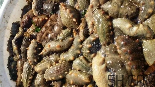 海參顏色深好還是淺好？海參顏色發(fā)白時(shí)怎么回事？