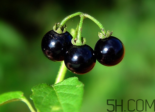 龍葵果泡酒有什么功能？龍葵果的功效與作用