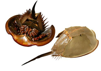 中華鱟是保護動物嗎？中華鱟和圓尾鱟的區(qū)別