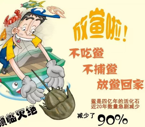 中華鱟能活多久？中華鱟最大能長(zhǎng)多大