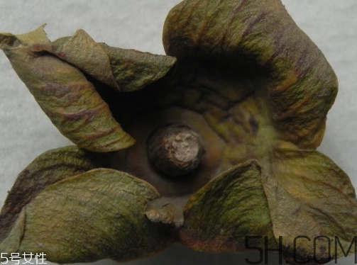 柿蒂是什么東西？柿蒂怎么吃？