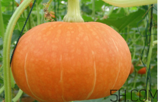 冬瓜和南瓜一起吃有什么好處？南瓜可以生吃嗎？