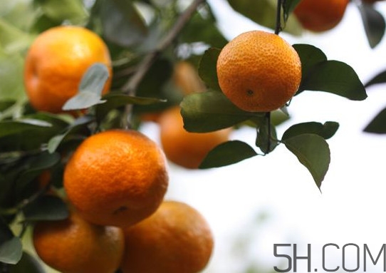 沙糖桔大的好吃還是小的？沙糖桔什么時(shí)候成熟