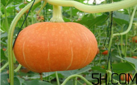 秋天吃南瓜要注意什么？紅棗和南瓜怎么做好吃？