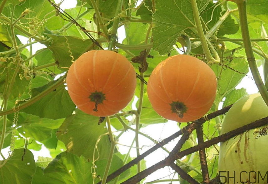 南瓜發(fā)霉了能吃嗎？高血壓不能吃的食物