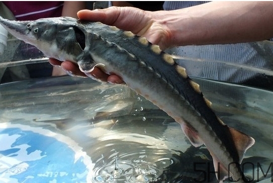 中華鱘到底能不能吃？吃中華鱘犯法嗎