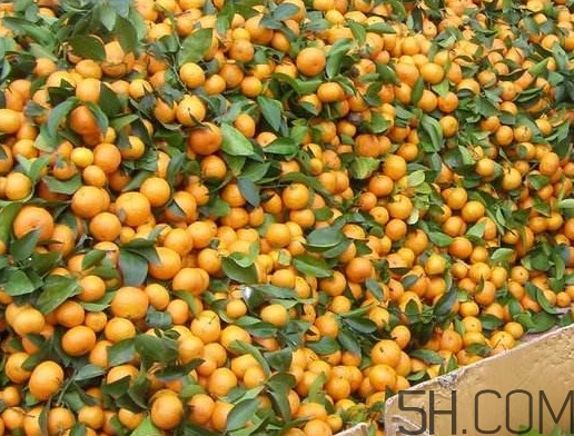 沙糖桔有籽嗎？沙糖桔有什么營養(yǎng)價值