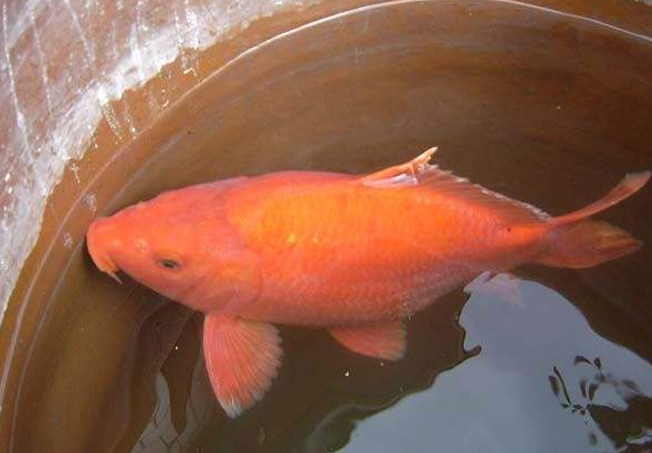 荷包紅鯉魚好吃嗎？荷包紅鯉魚怎么做好吃？