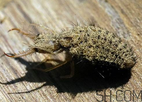 沙牛的功效與作用 沙牛的作用與價(jià)格 沙牛的功效與作用 沙牛的作用與價(jià)格