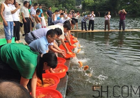 荷包紅鯉魚的做法 荷包紅鯉魚怎么養(yǎng)殖 荷包紅鯉魚的做法 荷包紅鯉魚怎么養(yǎng)殖