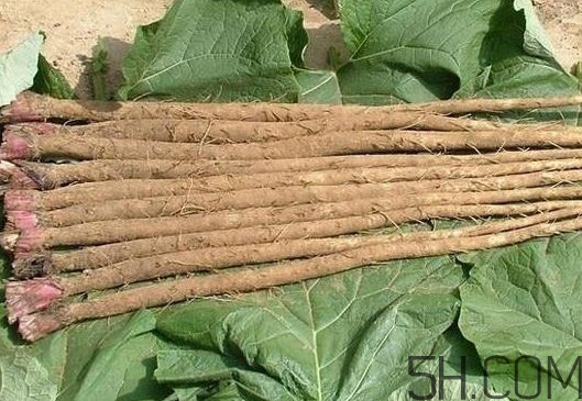 牛蒡與什么食物相生相克？牛蒡和山藥有什么區(qū)別