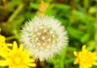 蒲公英能去胎毒嗎？吃什么可以去胎毒？