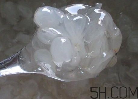 皂角米什么人不能吃？皂角米什么地方產(chǎn)的好？