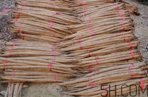 牛蒡用去皮嗎？牛蒡茶什么時(shí)候喝最好