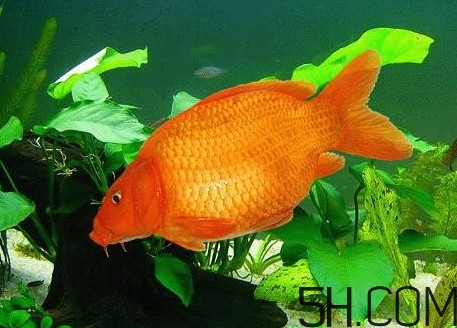 荷包紅鯉魚多少錢一斤？荷包紅鯉魚能吃嗎