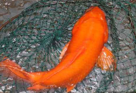 荷包紅鯉魚好吃嗎？荷包紅鯉魚怎么做好吃？