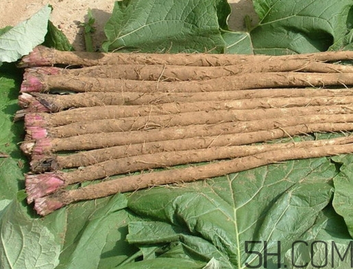 牛蒡是牛大力嗎？牛蒡和牛大力的區(qū)別