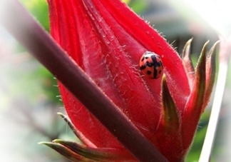 洛神果多少錢一盒？洛神果的價(jià)格