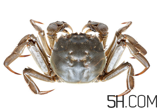 蟹胃在哪里?蟹胃在哪個(gè)部位圖解 蟹胃在哪里?蟹胃在哪個(gè)部位圖解