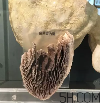 牛百葉和毛肚是一個東西嗎？牛百葉上面有層黑皮能吃嗎？