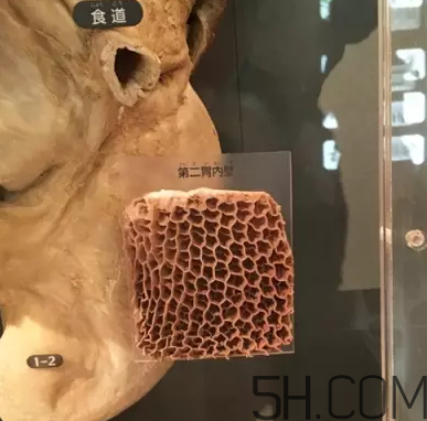 牛百葉和毛肚是一個東西嗎？牛百葉上面有層黑皮能吃嗎？