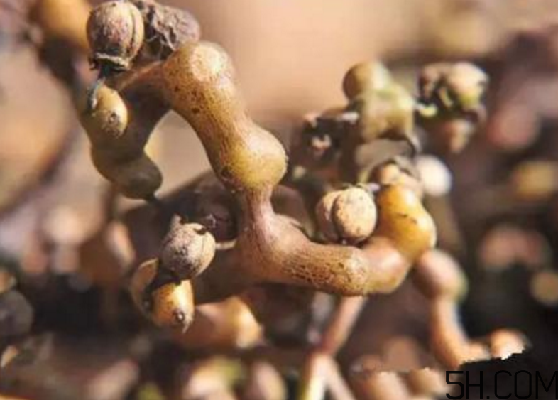 拐棗是什么？拐棗可以生吃嗎？