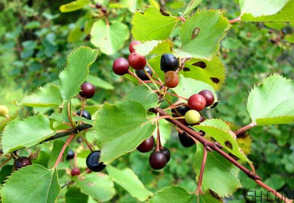 拐棗泡酒要去籽嗎？拐棗泡酒的副作用