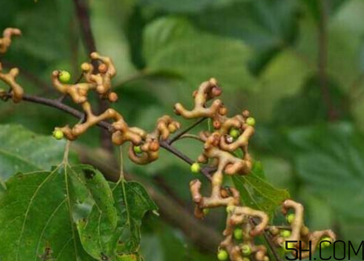 拐棗是什么？拐棗可以生吃嗎？