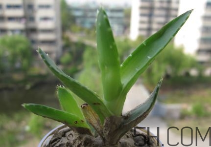 蘆薈泡酒可以喝嗎？蘆薈泡酒治什么?。?></center><p>好煙如命的倩女俊男們，為了健康可在嘴饞時(shí)飲用最好的替代品：蘆薈茶。蘆薈茶不僅有助于戒煙，而且促進(jìn)排便及新陳代謝。能排除體內(nèi)毒素，調(diào)節(jié)內(nèi)分泌，中和黑色素，提高膠原蛋白的合成機(jī)能;蘆薈中所含的蘋(píng)果酸、酒石酸及維生素B1、B2、B16，是使皮膚發(fā)光的主要原因;蘆薈是天然的保濕劑和收斂劑，可以使皮膚保持濕潤(rùn)和彈性，有防止紫外線的作用。</p><p>可以將潰瘍的胃表面覆蓋，保護(hù)胃粘膜不受胃酸刺激，然后對(duì)細(xì)胞產(chǎn)生賦活作用，使?jié)儾糠种車(chē)鷱睦锩骈L(zhǎng)出新的組織，可作為最好的緩瀉劑而受到人們的稱許，可以說(shuō)蘆薈是治療便秘的特效藥。</p><p>蘆薈因可以通過(guò)擴(kuò)張毛細(xì)血管，促進(jìn)血液循環(huán)來(lái)提高心臟的機(jī)能。所含大量多糖體，可以去掉膽固醇，把硬化了的血管軟化。</p><p style=