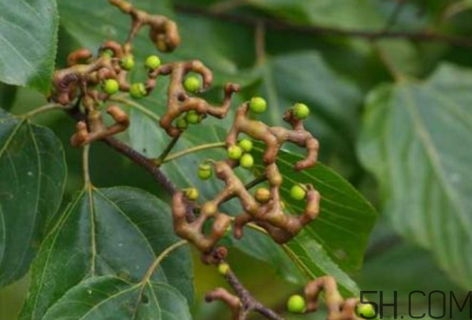 拐棗能泡酒嗎？拐棗能和蜂糖一起泡酒嗎？