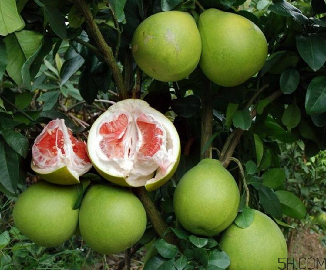紅心柚子是熱性還是涼性？紅心柚子是染色的嗎？