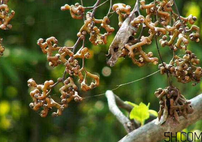 拐棗是什么？拐棗可以生吃嗎？