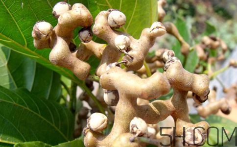 拐棗能夠治療風(fēng)濕嗎？拐棗的藥用價(jià)值有哪些？