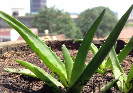 蘆薈泡酒可以喝嗎？蘆薈泡酒治什么??？